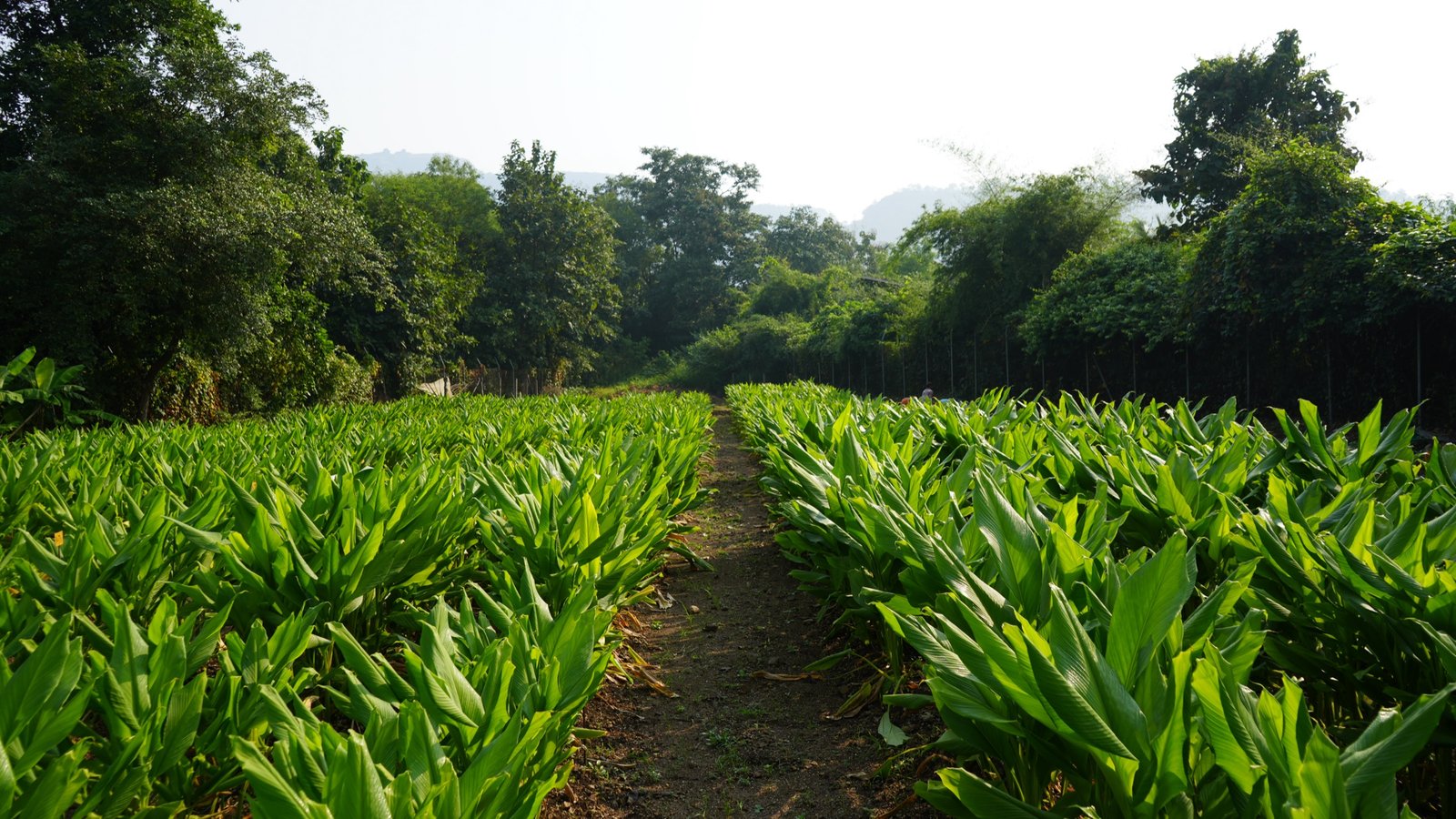 Sustainable Organic Farming